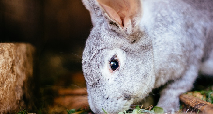 Jenis Rumput yang Aman untuk Kelinci