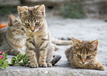 Begini Cara Berkomunikasi dengan Kucing