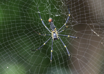 Mencegah Laba-Laba Bersarang di Sudut Rumah