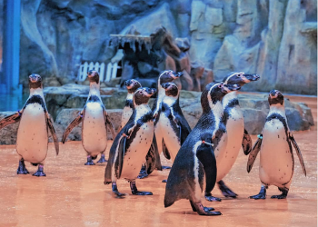 Wisata Gratis ke Ancol Cukup dari Rumah Saja, Bisa ke Seaworld Hingga Naik Gondala