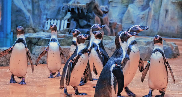 Wisata Gratis ke Ancol Cukup dari Rumah Saja, Bisa ke Seaworld Hingga Naik Gondala