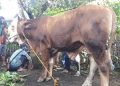 meremove beberapa