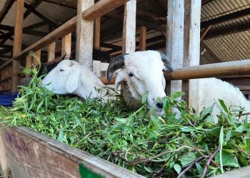 BAZNAS Pastikan Nutrisi dan Kesehatan Ternak Jelang Hari Raya Idul Adha 1442 Hijriah