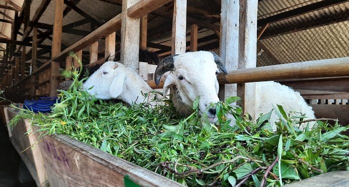 BAZNAS Pastikan Nutrisi dan Kesehatan Ternak Jelang Hari Raya Idul Adha 1442 Hijriah
