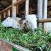 BAZNAS Pastikan Nutrisi dan Kesehatan Ternak Jelang Hari Raya Idul Adha 1442 Hijriah