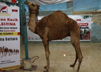 Jelang Idul Adha, NPC Luncurkan Program Qurban untuk Palestina