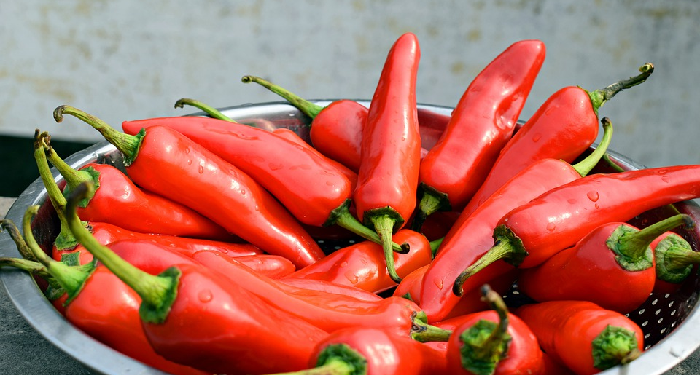 Membuat Biji Cabe Berkecambang