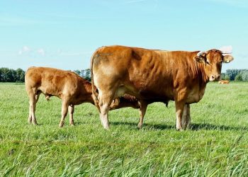 Aturan Lengkap Penyelenggaraan Idul Adha 2021