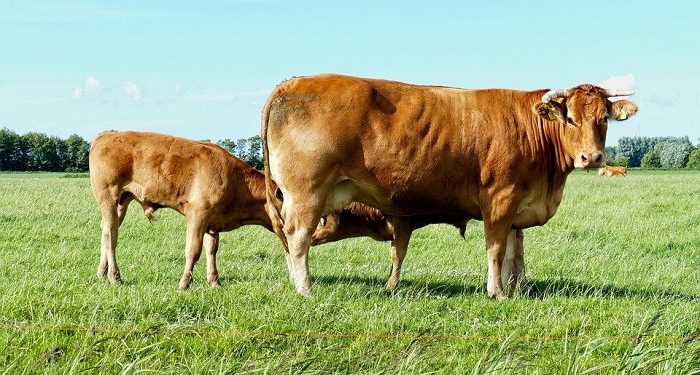 Aturan Lengkap Penyelenggaraan Idul Adha 2021