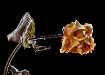 16 Manfaat Mengingat Kematian