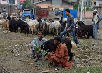India Larang Penyembelihan Hewan Kurban di Kashmir