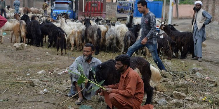 India Larang Penyembelihan Hewan Kurban di Kashmir