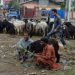 India Larang Penyembelihan Hewan Kurban di Kashmir