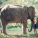 Tali Kekang Gajah dan Ketakutan Anak