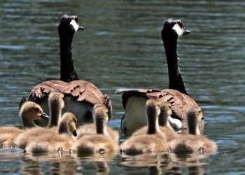 Keteladanan Kunci Sukses Pendidikan