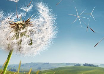 Berlaku Adillah karena Adil Lebih Dekat kepada Takwa