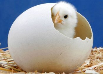 Kekuatan Perubahan Berasal dari Dalam