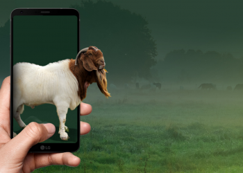 Qurban di Dubai 'Goes Virtual'