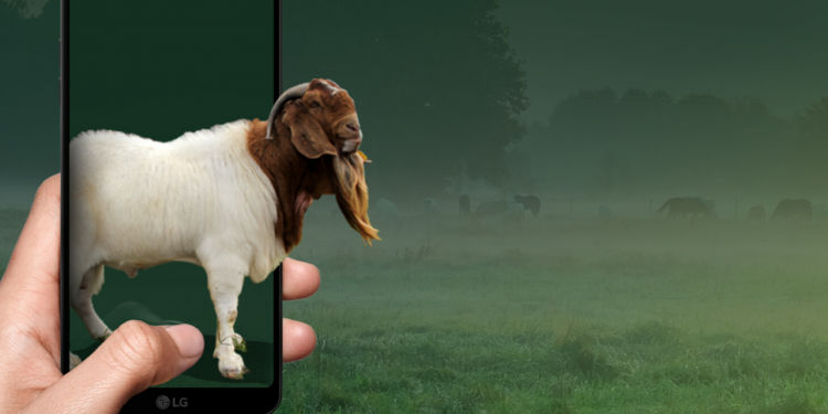 Qurban di Dubai 'Goes Virtual'