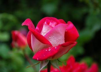 beruntunglah keluarga