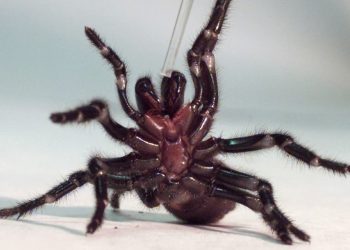 Ilmuwan Australia Melihat Racun Laba-laba Berpotensi Selamatkan Nyawa Manusia