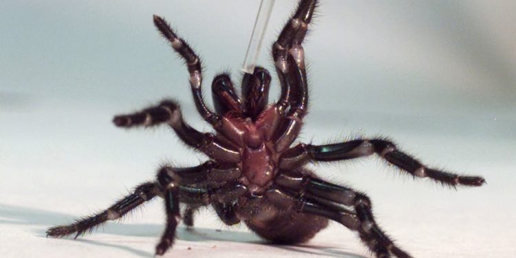 Ilmuwan Australia Melihat Racun Laba-laba Berpotensi Selamatkan Nyawa Manusia