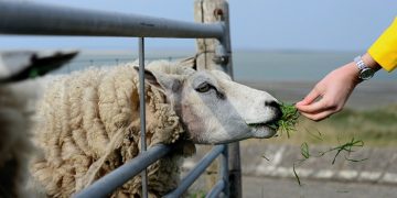 Makan Daging Qurban Nazar Sendiri