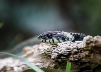 Mengambil Hikmah dari Kisah Nabi Musa