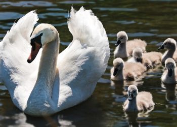 MIliki 5 Anak, Bukan 3