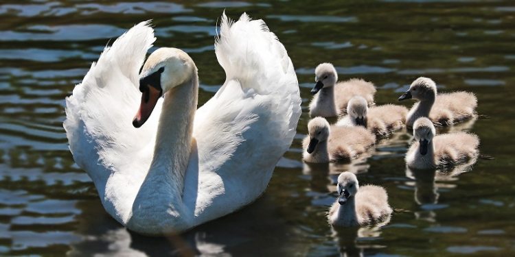 MIliki 5 Anak, Bukan 3