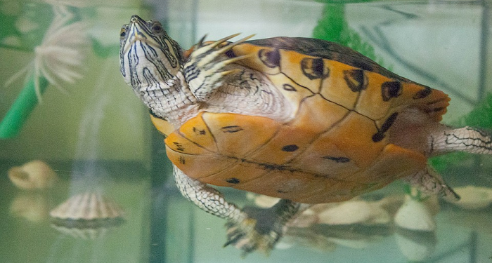 Menyiapkan Akuarium untuk Kura-Kura