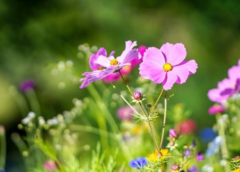 Pertanyaan Ta'aruf Tentang Hubungan Calon dengan Keluarga