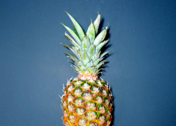 Dua Produk Herbal Rekomendasi dr Zaidul Akbar Cocok Dikonsumsi pada Masa Pandemi