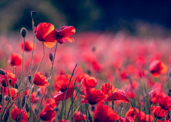 Tafsir Surat Yasin Ayat 49