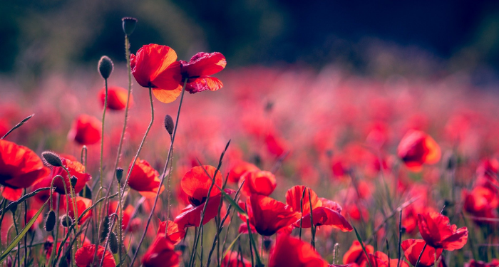 Tafsir Surat Yasin Ayat 49