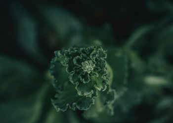 Kisah Umar bin Khattab dan Pemuda Lusuh yang Membunuh Seseorang (1)