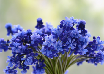 Kisah Umar bin Khattab dan Pemuda Lusuh yang Membunuh Seseorang (2)