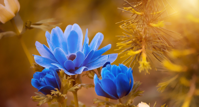 Tafsir Surat Al-Baqarah Ayat 5, Mereka Termasuk Orang-orang Beruntung