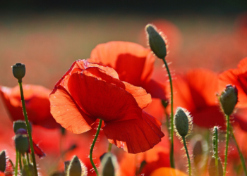 Surat Al-Kahfi Ayat 11, Ditidurkan di dalam Gua