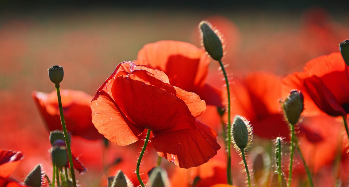 Surat Al-Kahfi Ayat 11, Ditidurkan di dalam Gua