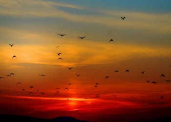 Tafsir Surat Yasin Ayat 52, Terkejutnya Manusia Ketika Dibangkitkan kembali