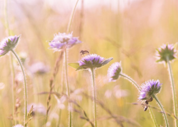 Penjelasan Menjamu Tamu yang Datang Takziah (1)