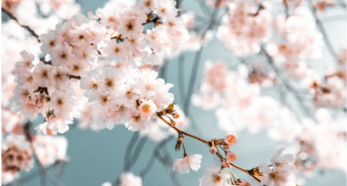 Kisah Keislaman Sa’id bin Amir (1)