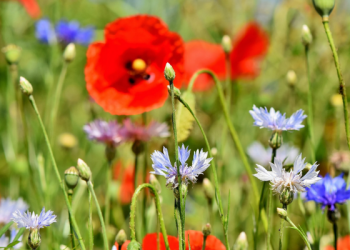 Tafsir Surat Al-Kahfi Ayat 13