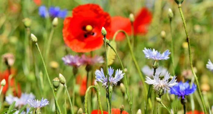 Tafsir Surat Al-Kahfi Ayat 13