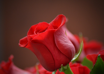 Doa Rasulullah untuk Anas bin Malik