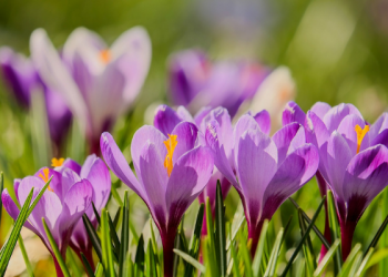 Kisah Dakwah Nabi Isa