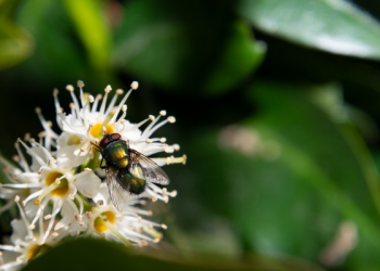 Tafsir Surat Al-Baqarah Ayat 8 tentang Orang Munafik