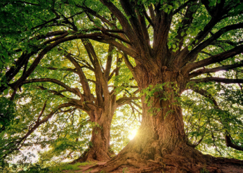 Tafsir Surat Yasin Ayat 53 dan 54, Tidak ada yang Dizalimi pada Hari Kiamat