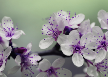 Kisah seseorang mencela sahabat Rasulullah